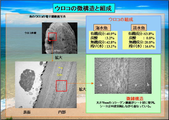 ウロコ（魚の鱗）の組成4