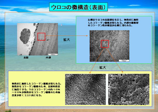 ウロコ（魚の鱗）の組成5